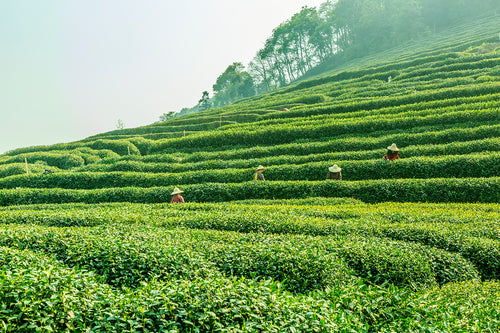 Green Tea Bolan