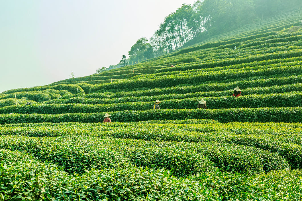 Green Tea Bolan